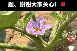 逆天手感！基根-穆雷12记三分里有11个是连着进的